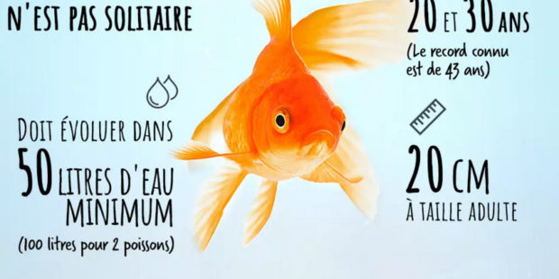 Pourquoi Il Est Cruel D Avoir Un Poisson Rouge Dans Un Bocal Icaif